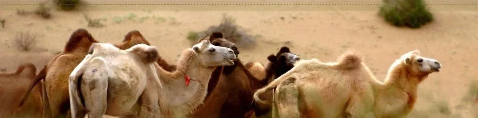 Silk Road, Dunhuang Mogao Grottoes, and Jiayuguan Great Wall Pass Adventure Tours