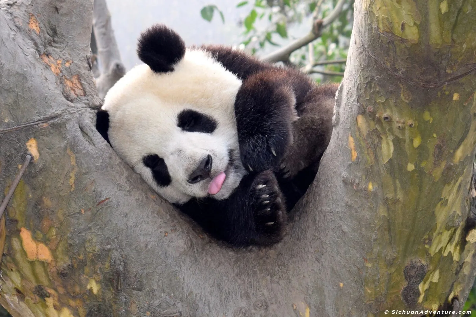 Chengdu Panda Visit & Jiezi–Fengqi Mountain Walk — destination photograph