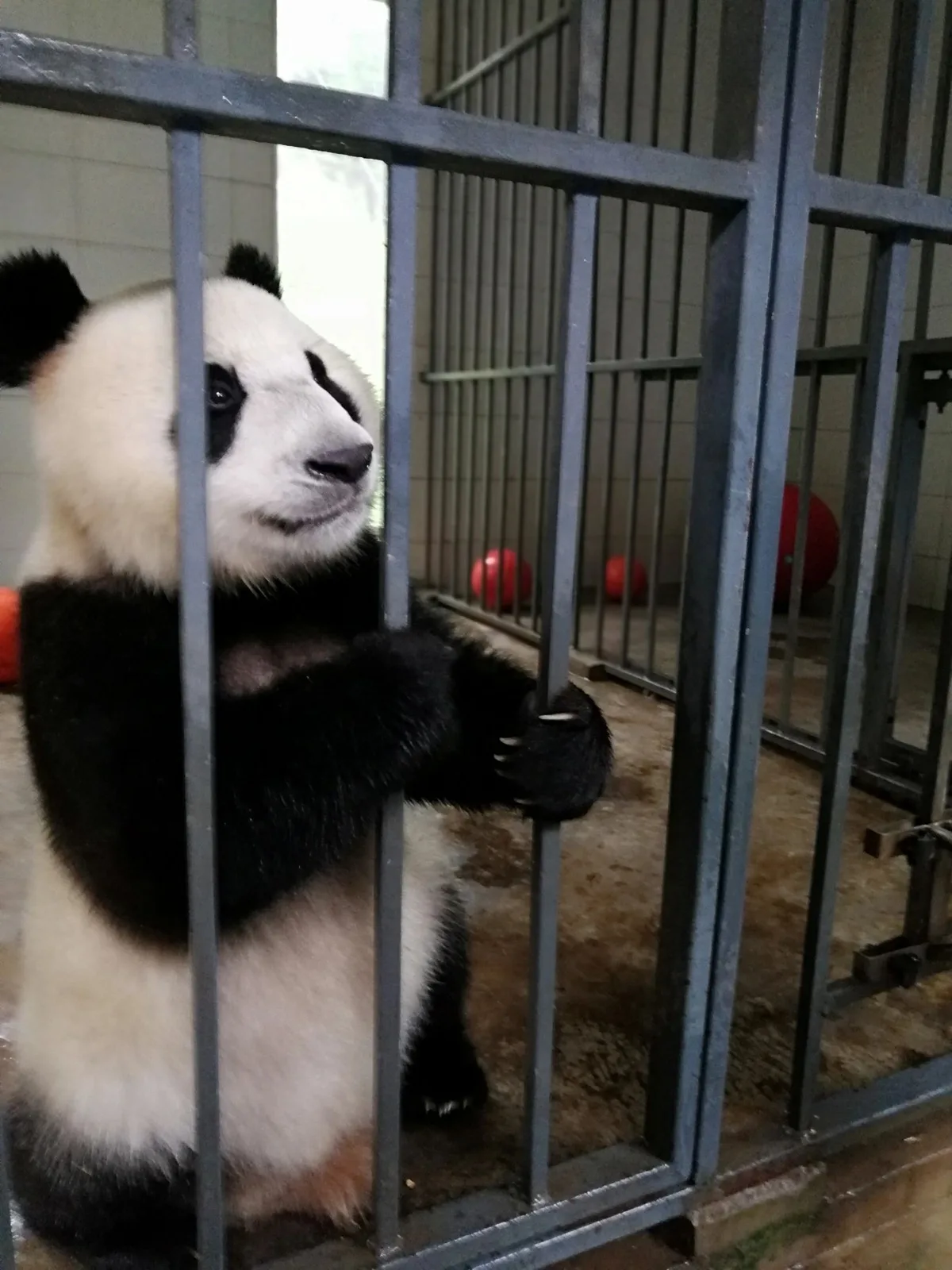 Chengdu Panda Visit & Jiezi–Fengqi Mountain Walk — destination photograph