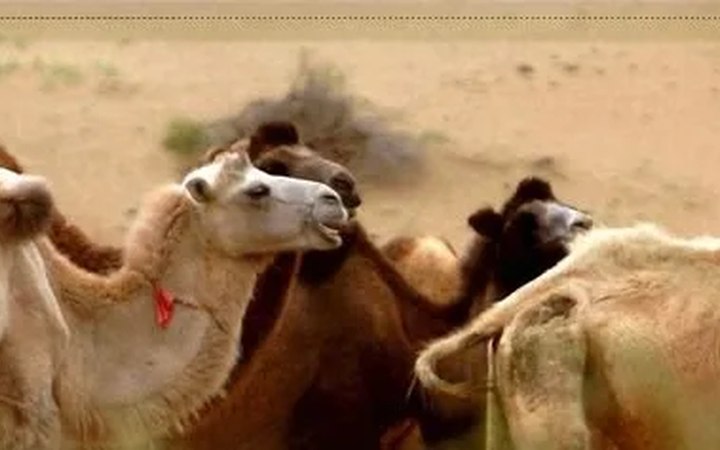 The Silk Road & Dunhuang