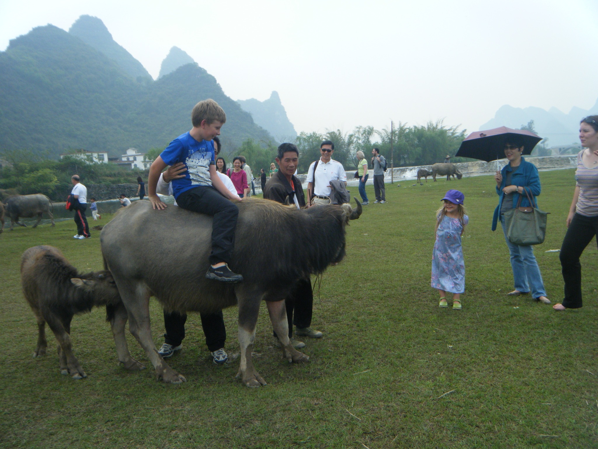 Travelers near water buffalo with karst mountains in the background