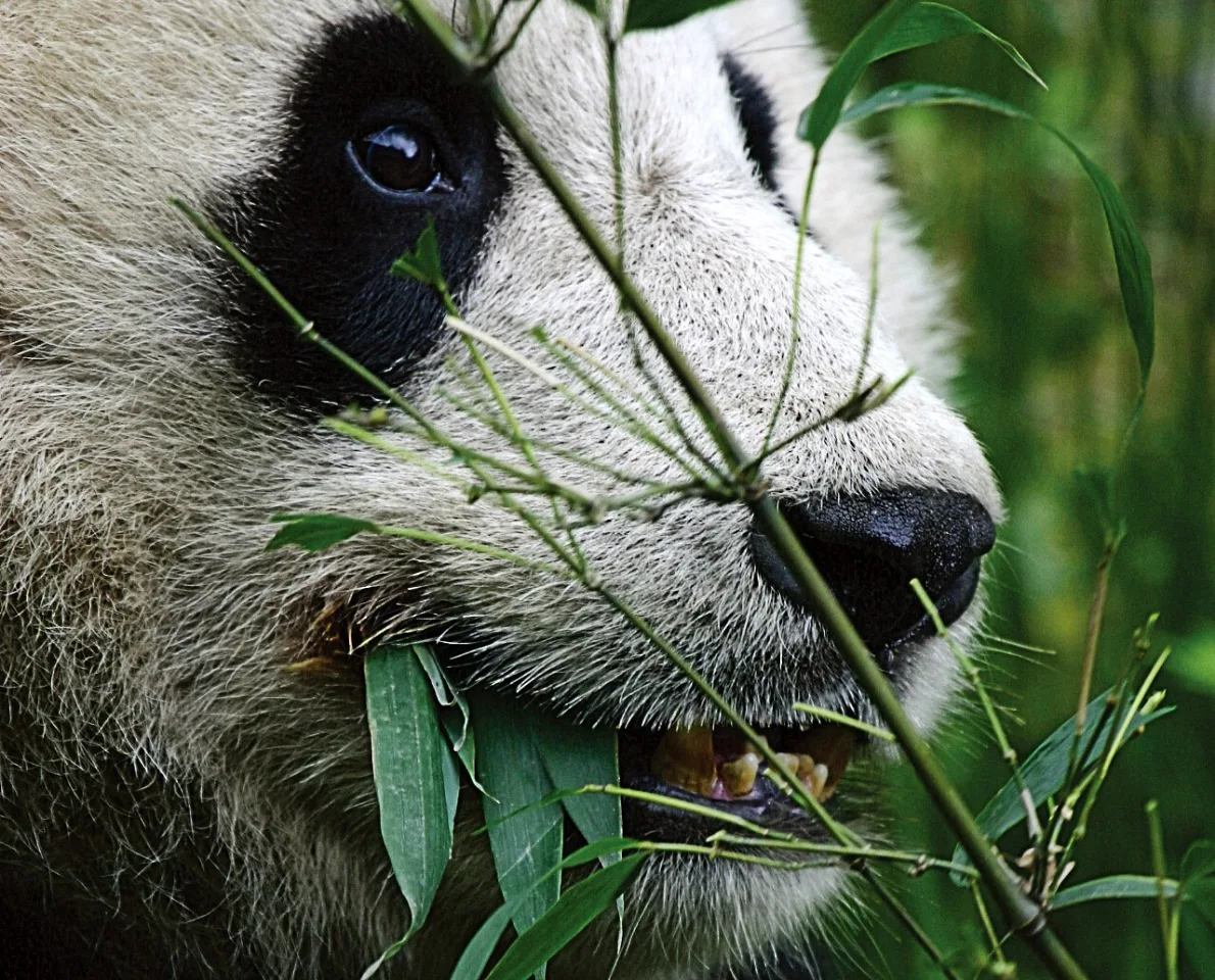 Discover Pandas in Xi’an with Former WWF Panda Conservation Program Director