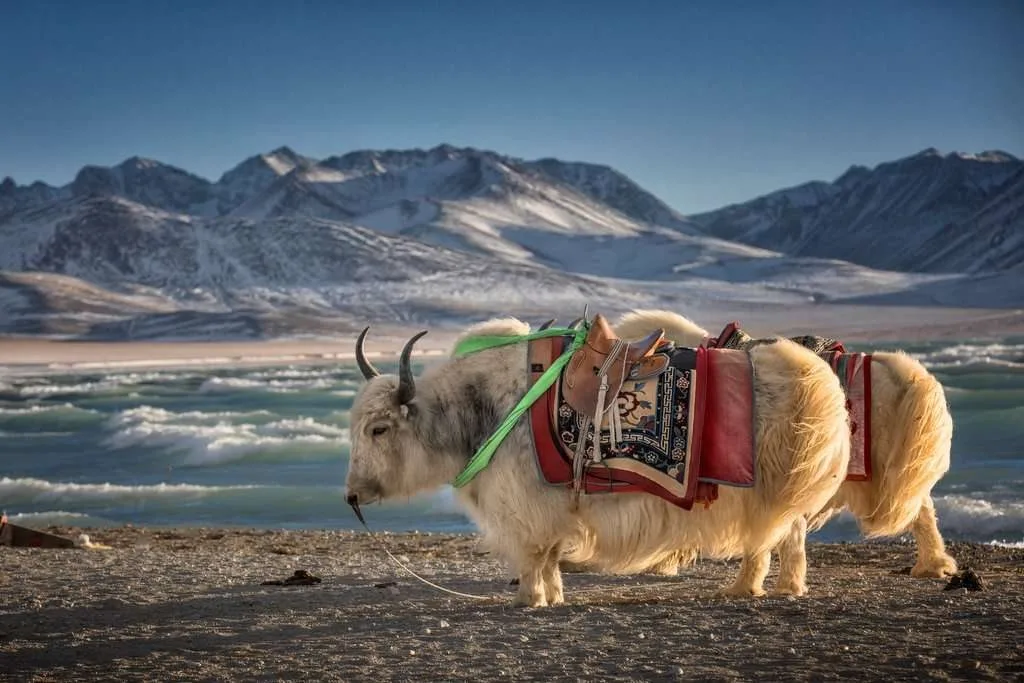 Lake Yamdrok Tso