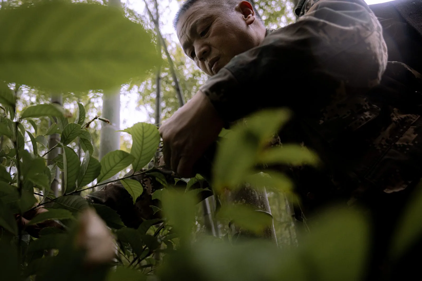 A man bending over and picking tea leaves